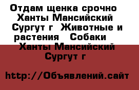 Отдам щенка срочно - Ханты-Мансийский, Сургут г. Животные и растения » Собаки   . Ханты-Мансийский,Сургут г.
